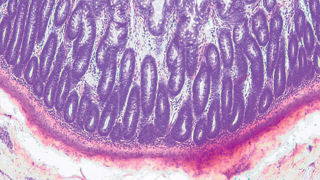 Microscope Microscope