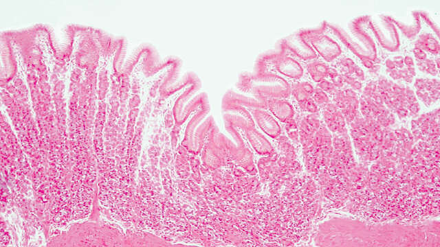 Microscope Microscope