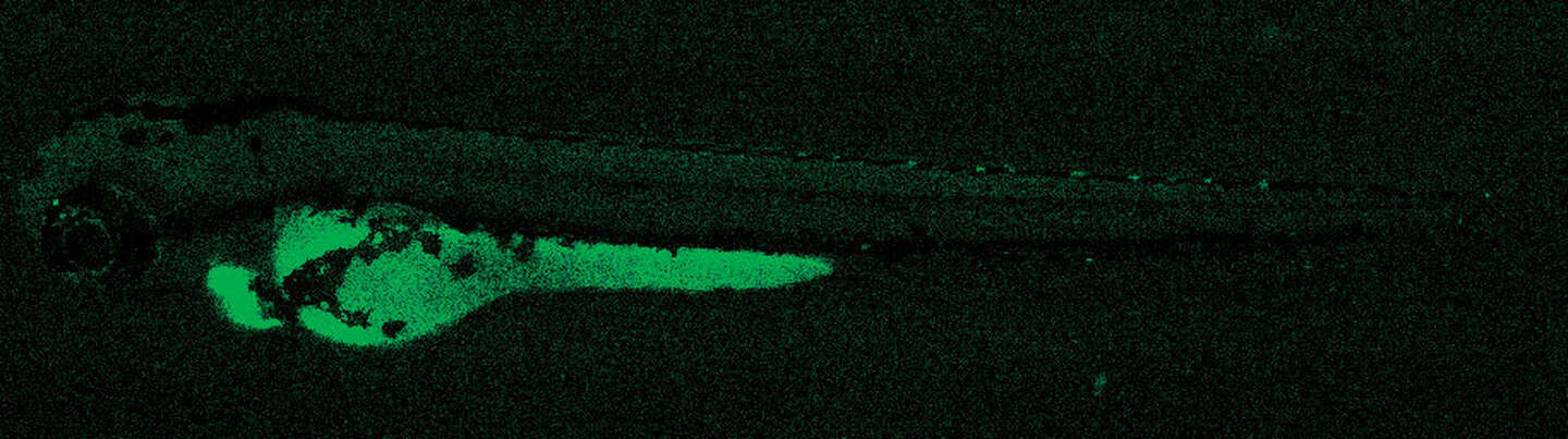 Microscope Microscope