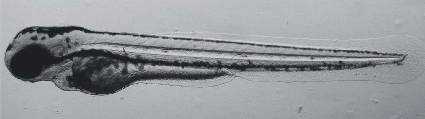 Microscope Microscope