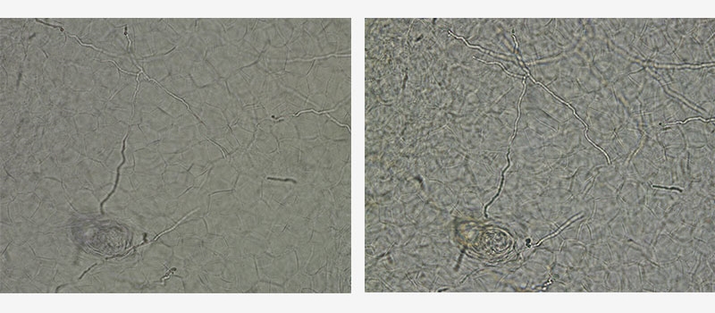 奧林巴斯顯微鏡